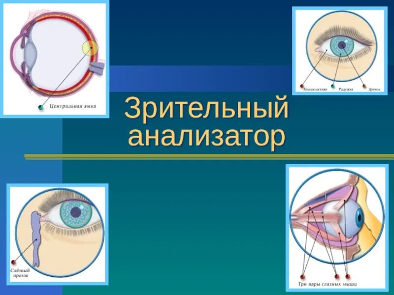 Орган зрения тест 8 класс биология