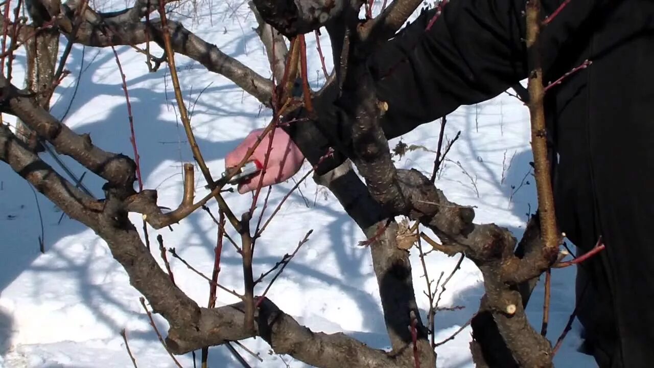 Зимняя окулировка плодовых деревьев. Обрезка плодовых деревьев персика. Заготовка черенков для прививки плодовых деревьев. Весенняя обрезка плодовых деревьев.