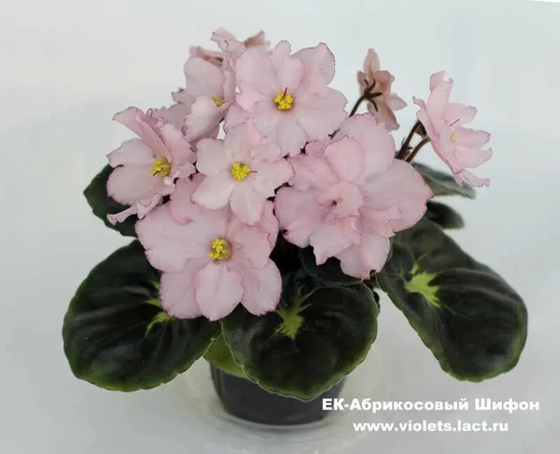 фиалка шифон. сорт фиалки абрикосовый шифон. ек-абрикосовый шифон. фиалка абрикосовый шифон. фиалка шифон.