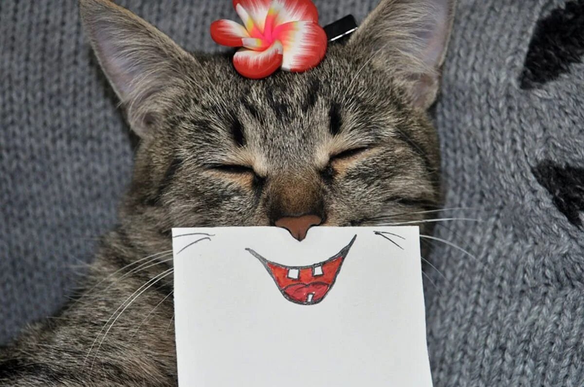 Коте номе