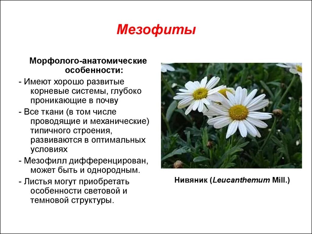 К мезофитам относятся растения. Мезофиты. мезофиты приспособления. признаки мезофитов. растения мезофиты.