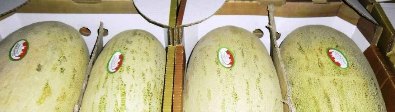 Сколько можно хранить дыню в холодильнике разрезанную. Дыни для зимнего хранения. хранилища сохранение дыню на зиму. хранение арбузов и дынь в холодильнике. дыня в холодильнике.