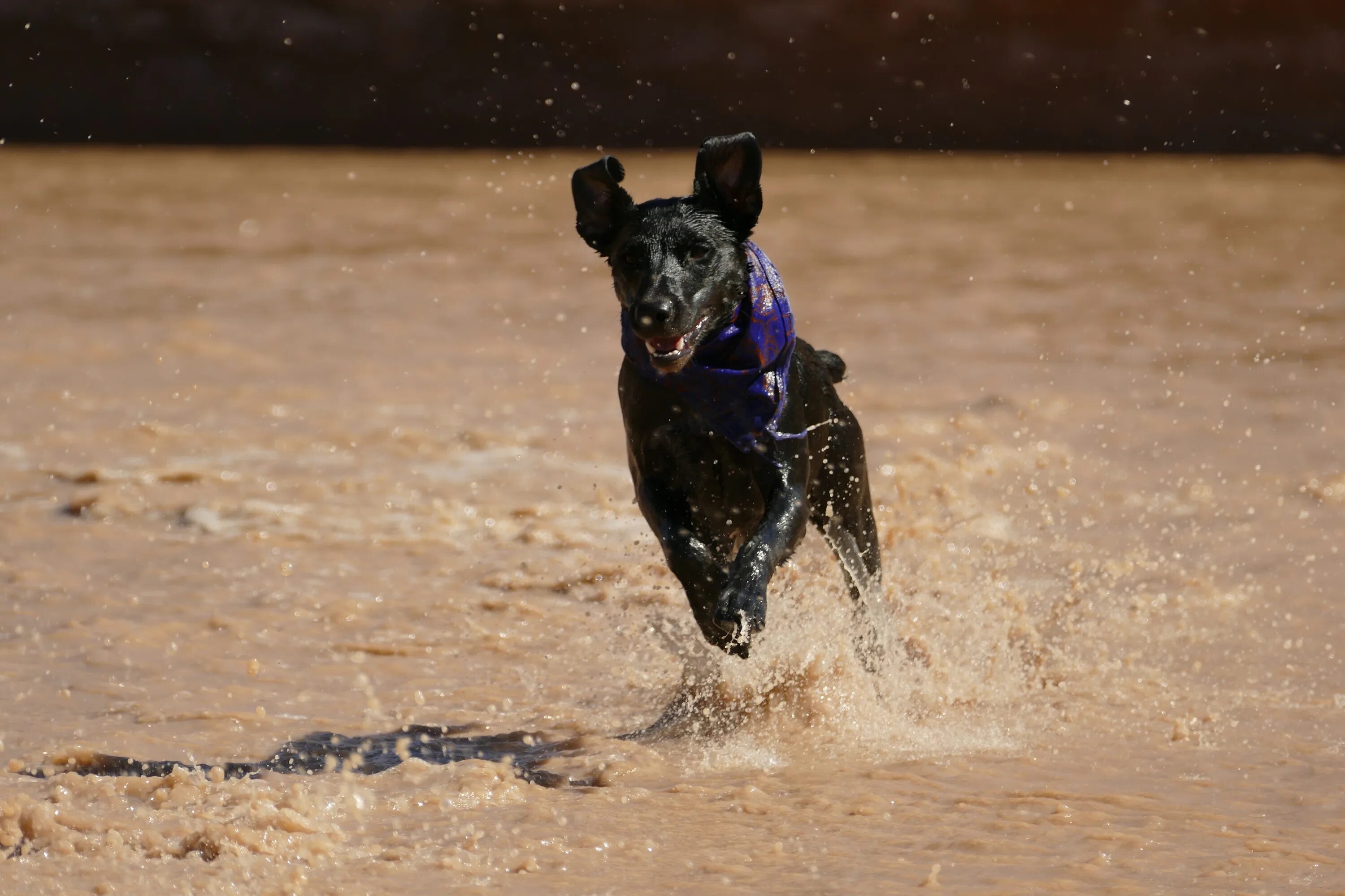 My dog running