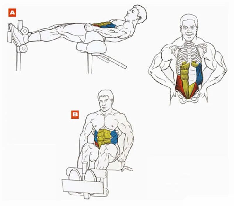 Схема прокачки грудных мышц. Упражнения для накачивания мышц. Упражнения для мышц груди. Упражнения для качания мышц.