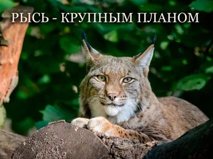 Ответ рысь