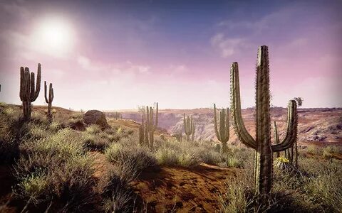 Desert environment