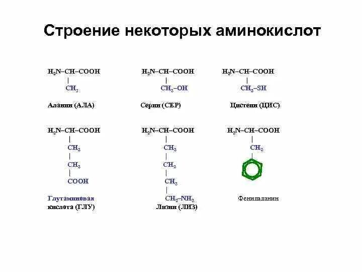 Группа входящие в состав аминокислот. Строение аминокислот биохимия. Структура и функции аминокислот биохимия. Структура аминокислот биохимия. Строение аминокислоты схема.