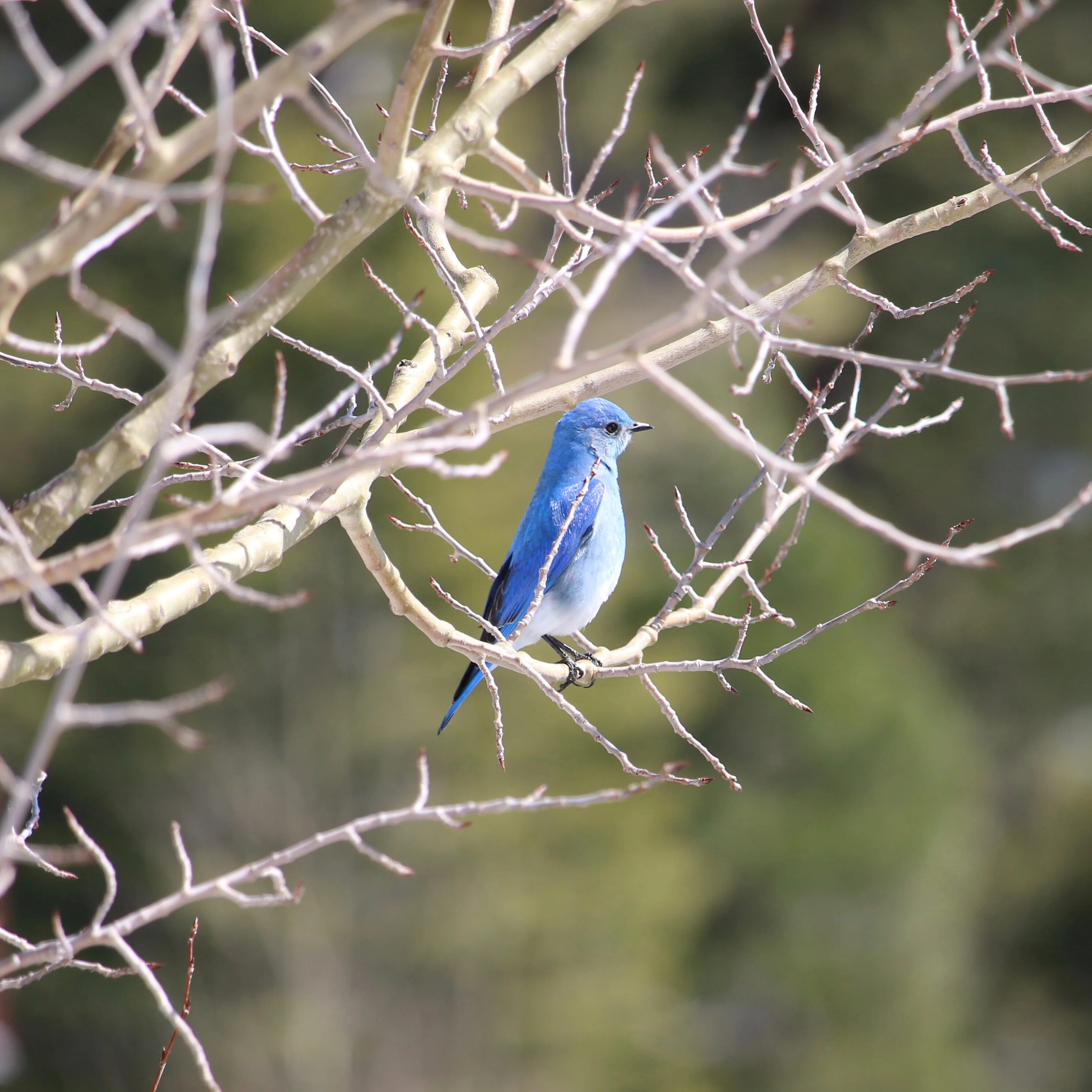 May birds. Sialia currucoides. Mountain Bluebird птица. Восточная сиалия. Голубая сиалия в полете картинки.