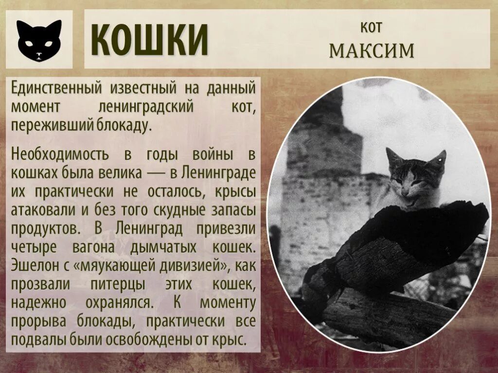Хвостатые защитники блокадного ленинграда. Кошки в ленинграде в годы великой отечественной войны. животные герои войны. блокада ленинграда кошки. кошки герои великой отечественной войны.