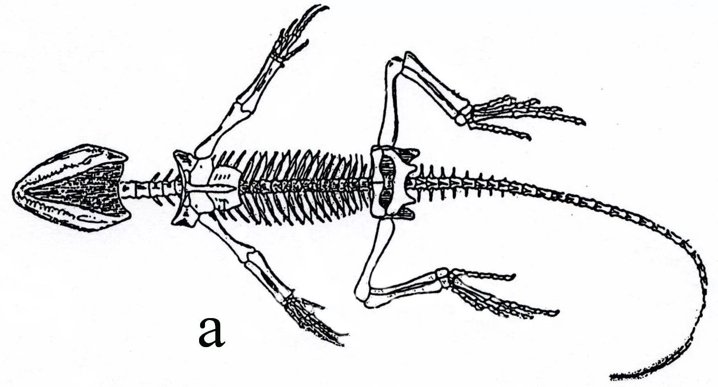 Конечности и их функции ящерицы. Пресмыкающиеся строение скелета. Осевой скелет пресмыкающихся. Скелет рептилии биология 7 класс. Скелет ящерицы биология 7 класс.