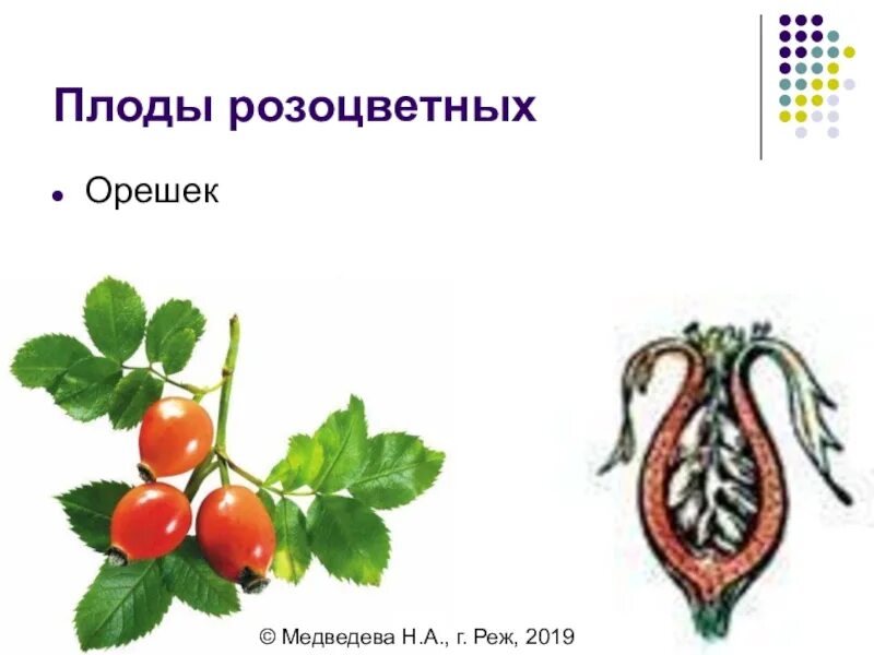 Плод костянка семейство. Плоды розоцветных. Плод шиповника многоорешек. Плод орешек семейство Розоцветные. Семейство Розоцветные плод костянка.