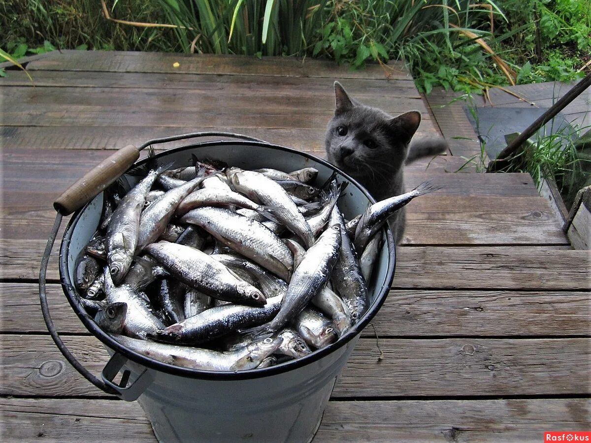 фразы жванецкого. жванецкий лучшие цитаты. мои цели за гранью твоего понимания. ни украсть. сколько у государства не воруй.