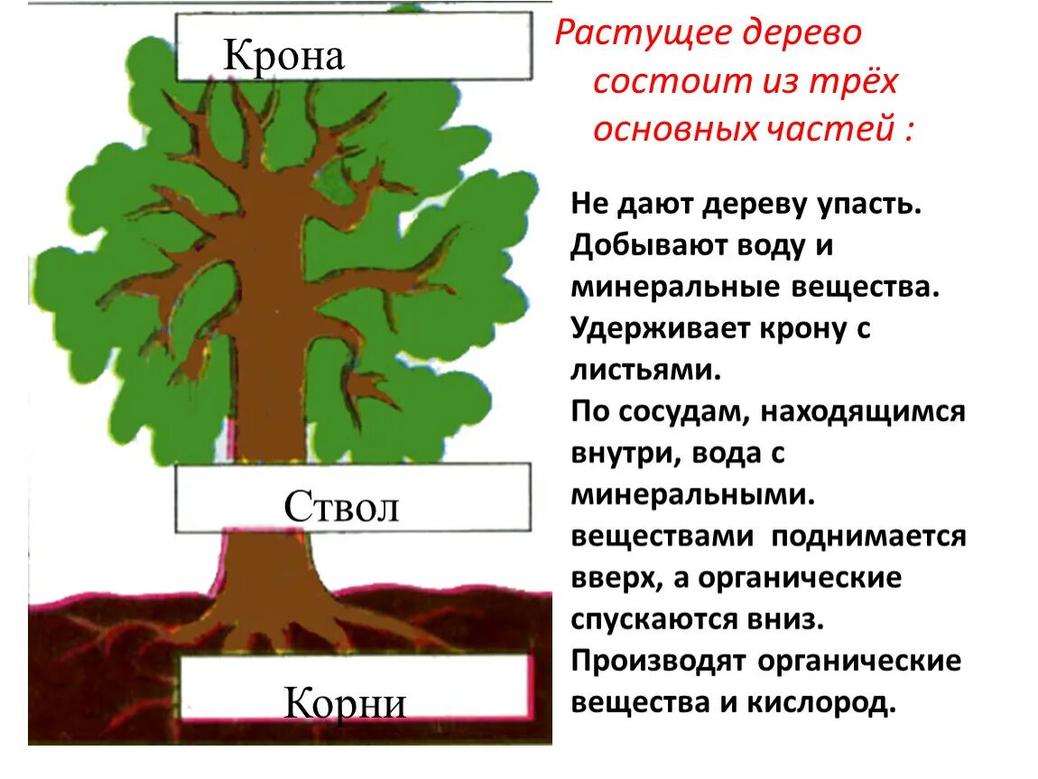 Части дерева. Строение дерева. Основные части дерева. Строение дерева для детей.