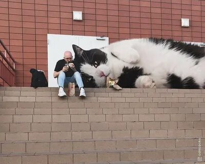 Встретить кошку