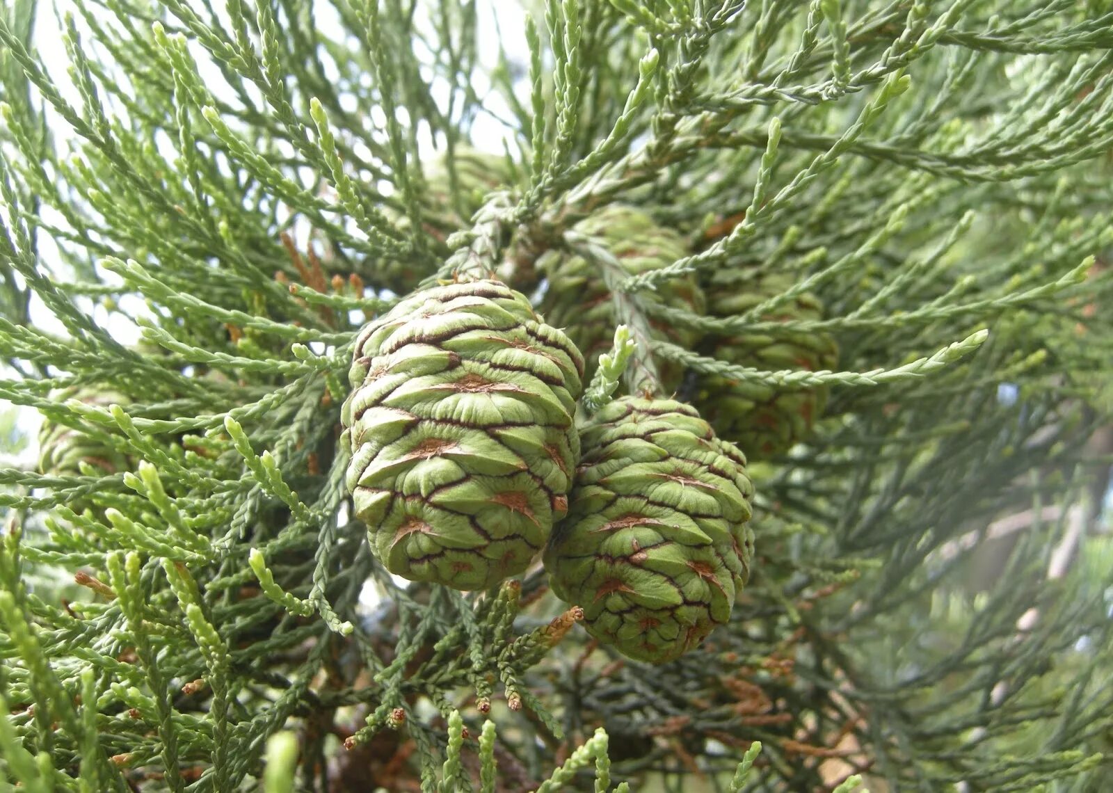 Секвойядендрон гигантский хвоя. Секвойя мамонтово дерево. Секвойядендрон. Секвойядендрон. Секвойядендрон гигантский мамонтово дерево.