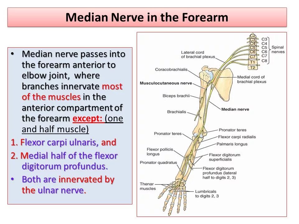 Median nerve. Серединный нерв топография. Срединный нерв латынь. Median nerve Anatomy the forearm. Освобождение нерва латынь