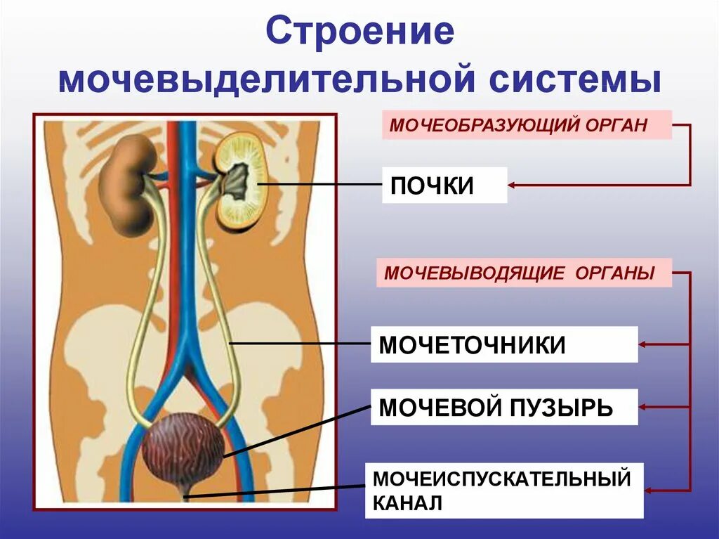 Особенности мочеиспускательного канала. Строение выделительной системы человека схема. Органы выделительной системы схема. Выделительная система биология 8 класс. Мочевыделительная система строение биология 8 класс.