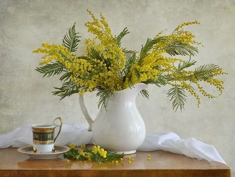 Мимоза цветок. Мимоза срезка. Мимоза в абхазии. Мимоза монобукет. Как сохранить срезанную мимозу.