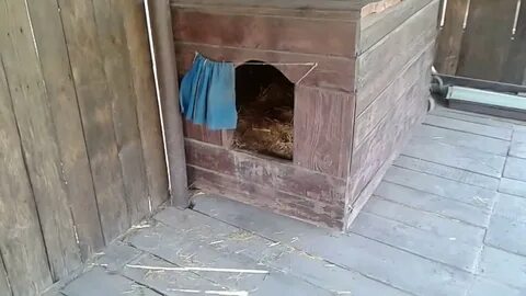 Пол в собачьей будке