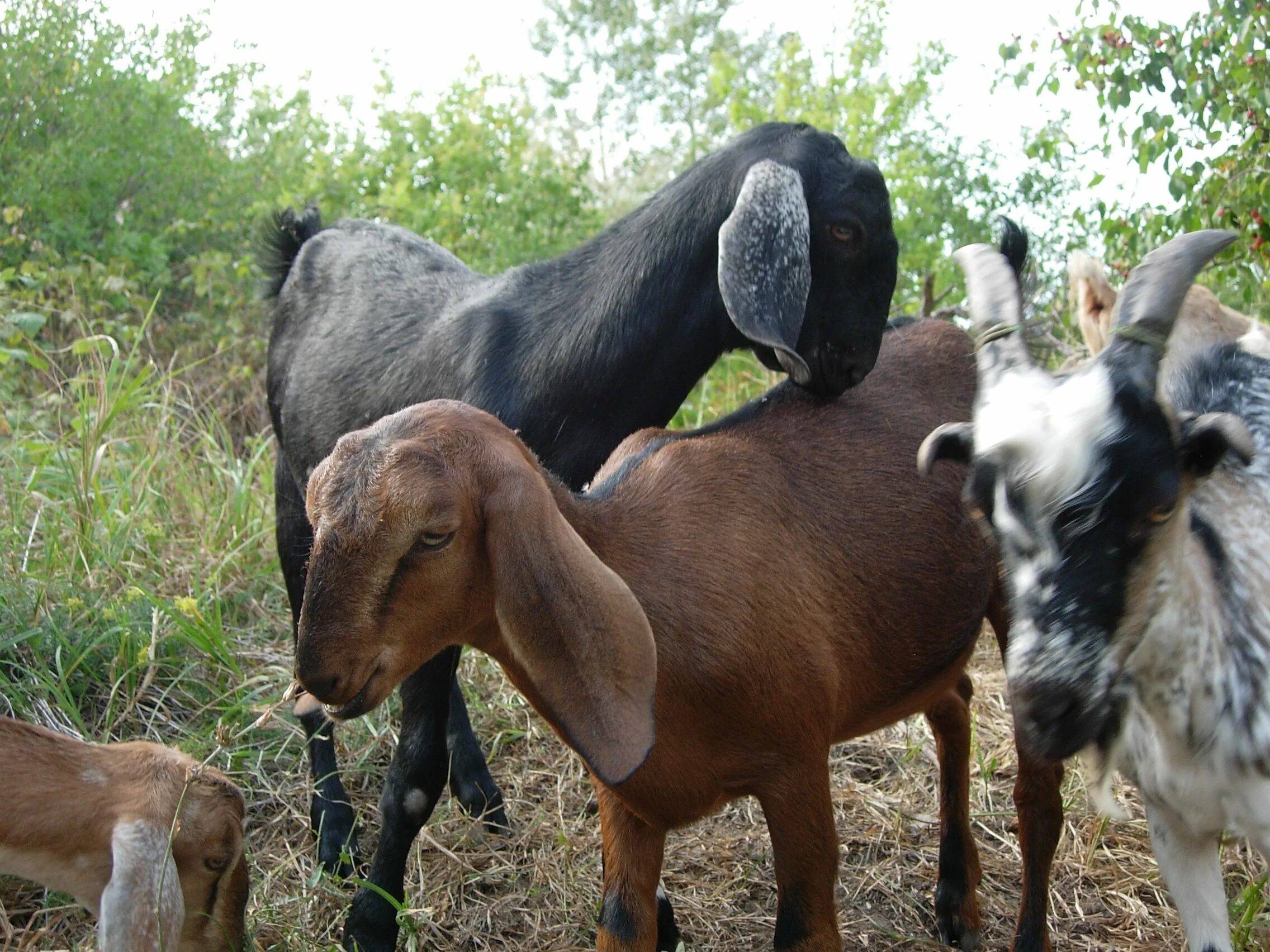 Козы нубийские фото цена описание. Коза нубийской породы. Нубийская порода. Альпийско нубийские козы. Нубийская коза+ла-Манча.