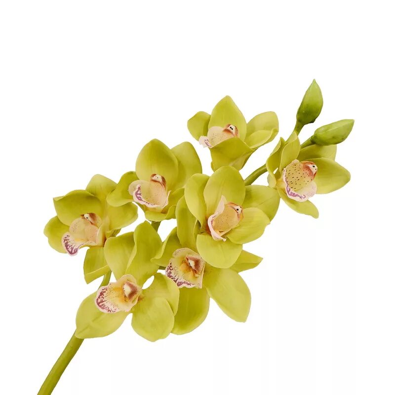 Орхидея Цимбидиум. Орхидея Цимбидиум зеленая. Орхидея Цимбидиум белая. Орхидея Цимбидиум микс.
