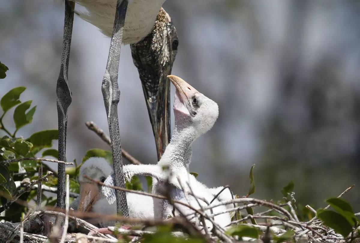 Теропод динозавр эволюция. Птицы потомки дромеозавров. Птицы потомки дромеозавров. Птицы потомки дромеозавров. Динозавры превратились в птиц.