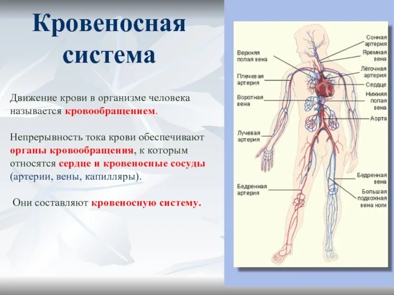 План рассказа кровеносная система человека 4. Кровеносная система презентация. План рассказа кровеносная система человека 4. Сообщение о кровеносной системе 4 класс. План рассказа кровеносная система человека 4.