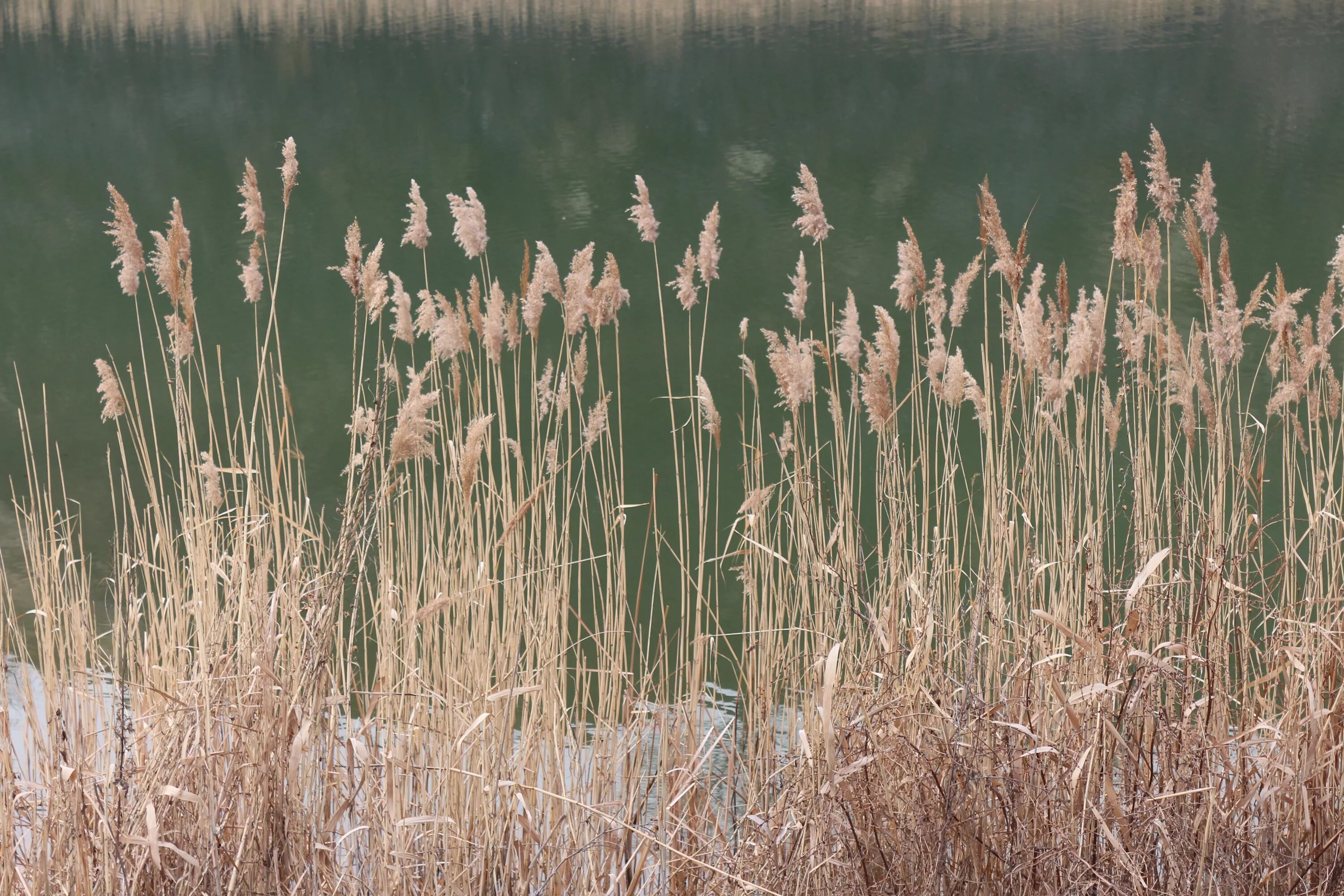 Похожа на болотную. Камыш Озёрный Scirpus lacustris. Болотная трава рогоз. Схеноплектус Озерный. Рогоз Озерный.