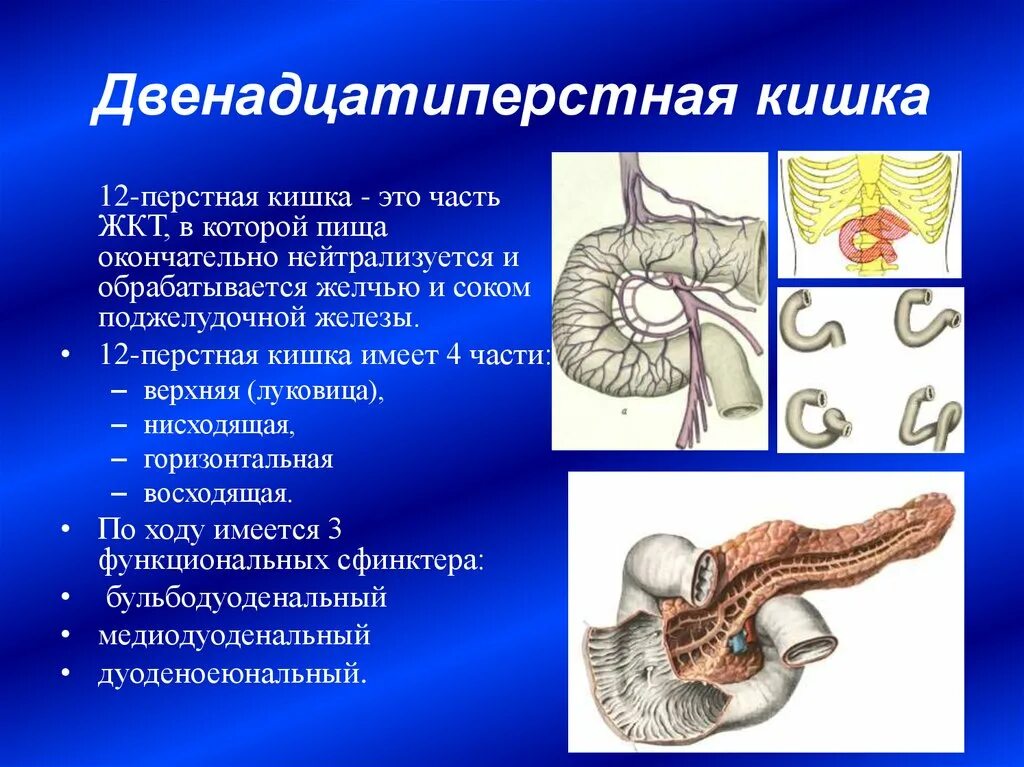 Печень 12 перстной кишки. Строение 12 перстной кишки отделы. 12 Пёрстная кишка кишка анатомия. Название начального отдела 12-перстной кишки. 12 Ти перстная кишка анатомия.