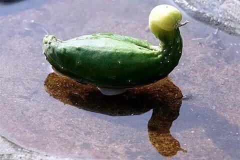 Необыкновенные огурцы
