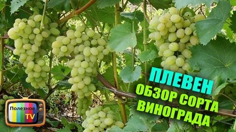 Обзор винограда