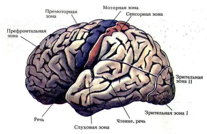 Двигательная область мозга. Префронтальная зона коры головного мозга. Премоторные отделы левого полушария головного мозга.