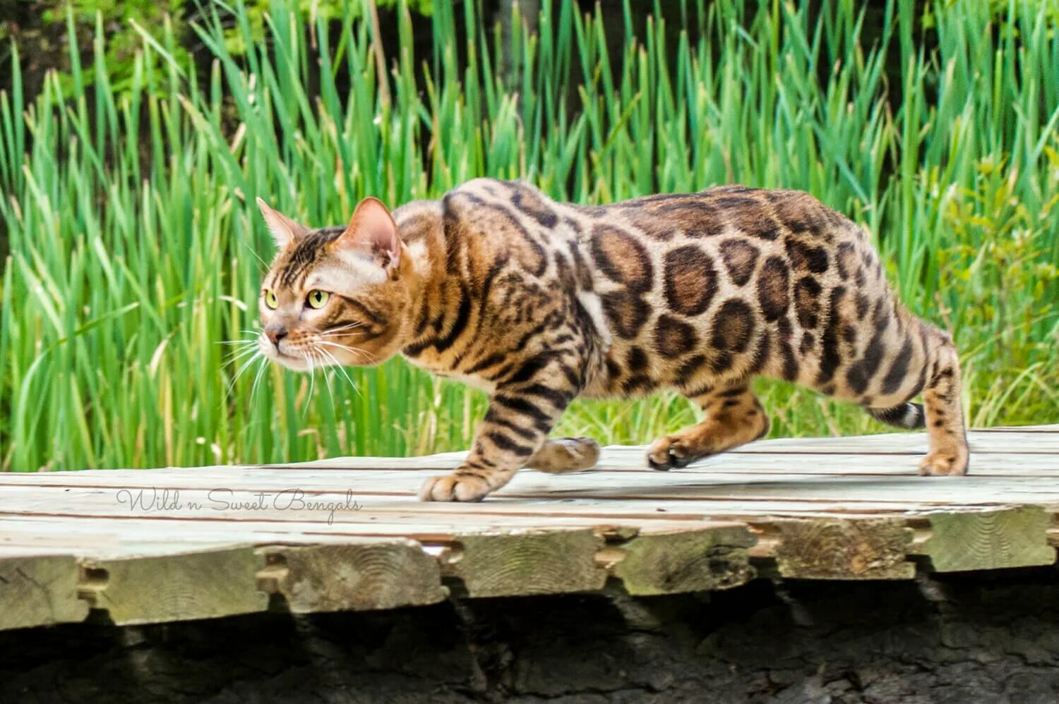 Бенгальская сколько живут. Бенгальская кошка. Дикий бенгальский кот. Бенгальская кошка гибрид. Кошка пятнистая Бенгальская.