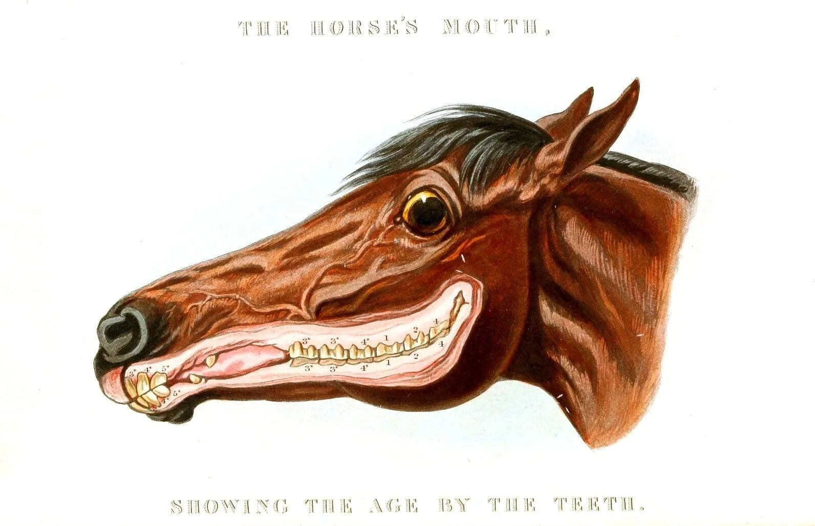 Лошадь с открытой пастью. Лошадь открыла рот.