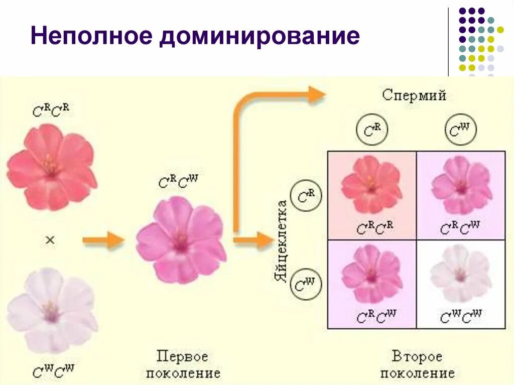 Полное доминирование aa aa. Неполное доминирование схема расщепления. Неполное доминирование. Не полеое доминирование. Неполное доминирование примеры.