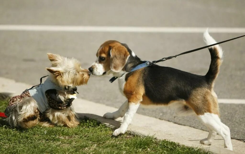 Собаки знакомятся. Собаки знакомятся друг с другом. Собаки общаются. Коммуникация животных. Доминирование щенков