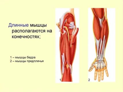 В мышцах расположены