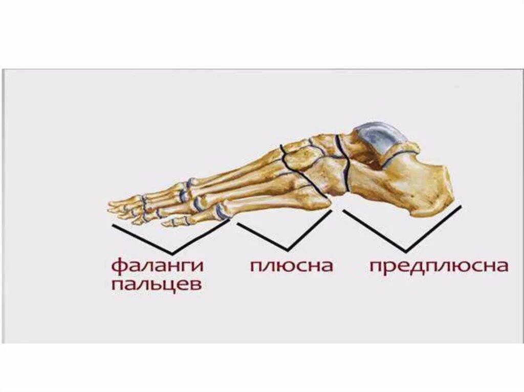 Фаланги стопы. Кости стопы предплюсна плюсна фаланги пальцев. Плюсна предплюсна фаланги. Строение стопы плюсна предплюсна. Стопа предплюсна плюсна фаланги пальцев.