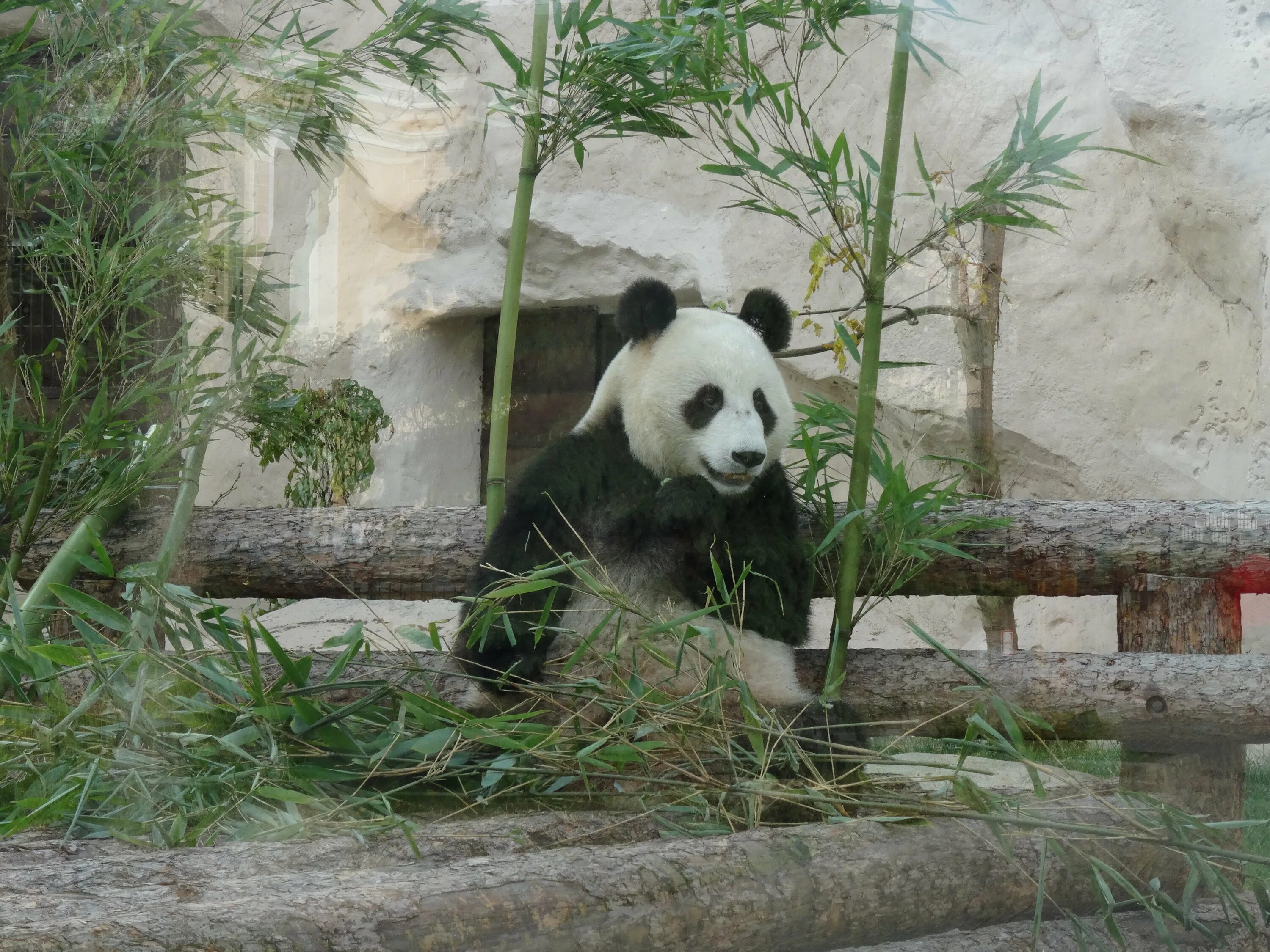 Панда жуи в Московском зоопарке. Панды жуи и Диндин. Панда в Московском зоопарке. Московский зоопарк Москва Панда. Панда живет в зоопарке