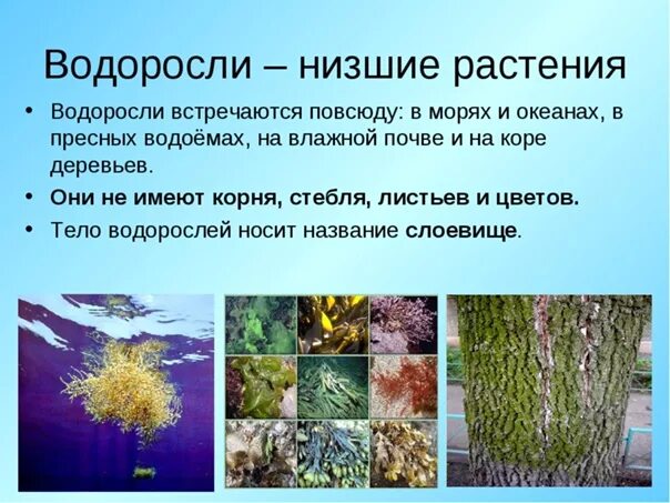 Почему водоросли назвали водорослями. Низшие водоросли. Водоросли это растения. Разновидности водорослей. Низшие растения.