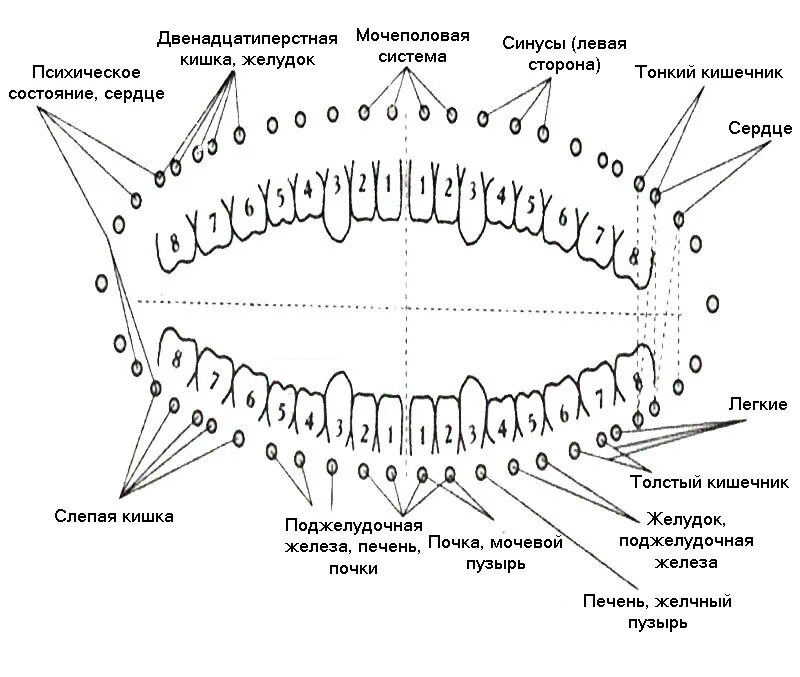 Связь зубов с органами. Пятый зуб снизу схема. Зубы связаны с органами какими какие. Схема взаимосвязи зубов и внутренних органов.