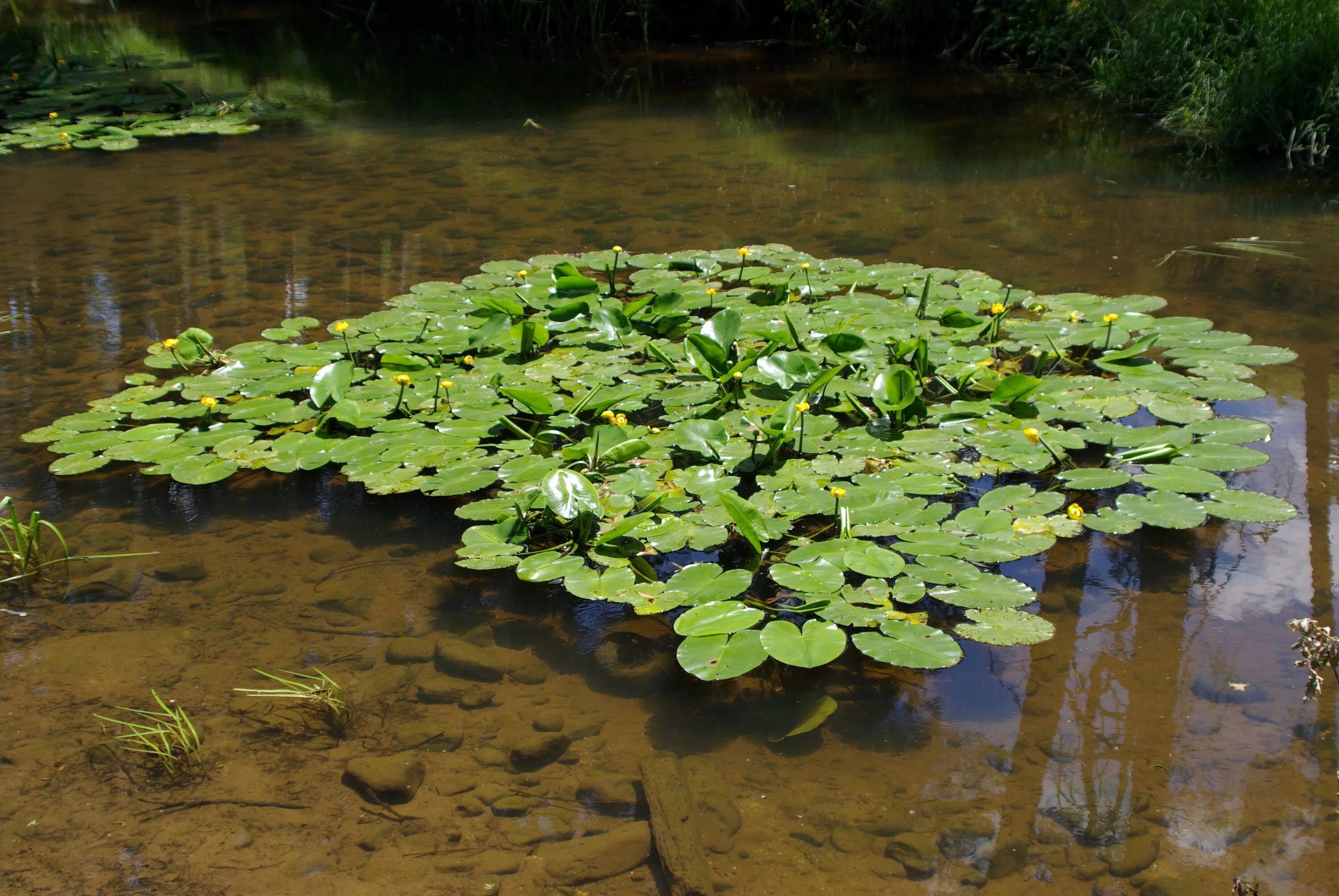 Кубышка (Nuphar). Кубышка желтая (Nuphar lutea). Кубышка Ряска водные растения. Нимфея «moorei». Ряска в водоеме