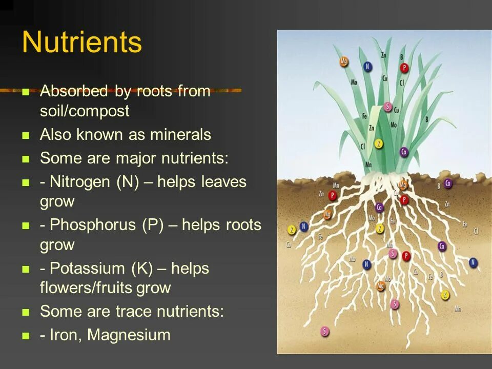 Nutrients. Фосфор grow. Nutrients for Plants. Plant product presentation.