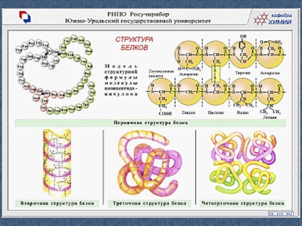 Белки 11 класс биология. Белки первичная структура химия. Структуры белковых молекул таблица. Синтез первичной структуры белковой молекулы. Перечислите структуры белка, состав..