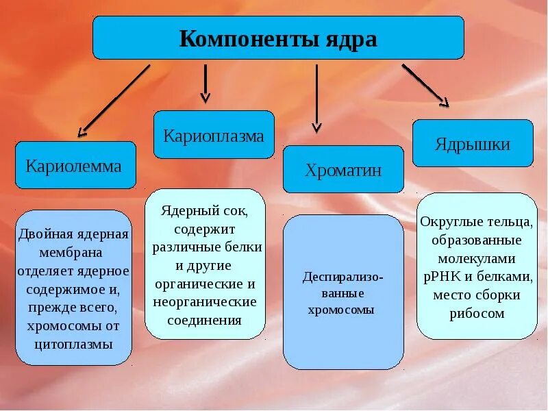 Ядерная оболочка ядерный сок ядрышко хроматин. Строение ядра кариолемма. Компоненты ядра кариолемма кариоплазма. Компоненты ядра клетки.