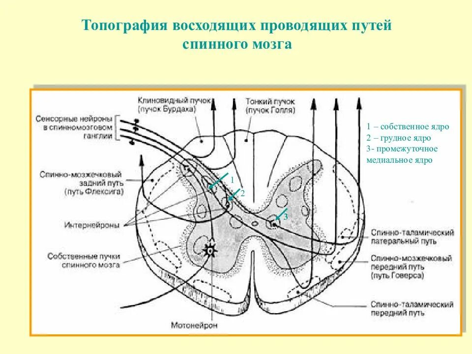 Поперечный разрез спинного мозга проводящие пути. Проводящие пути спинного мозга: восходящие пути. Восходящие пути спинного мозга канатики. Медиальное промежуточное ядро спинного мозга.