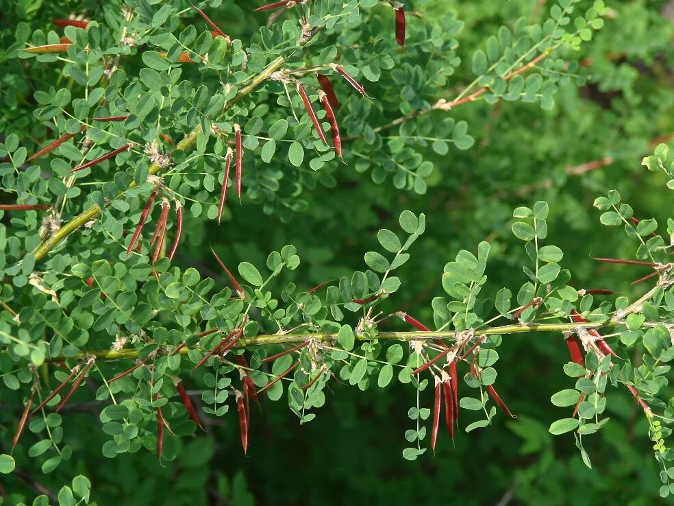 Села караган. Caragana arborescens. Карагана кустарниковая. Карагана Сибирская. Карагана древовидная.