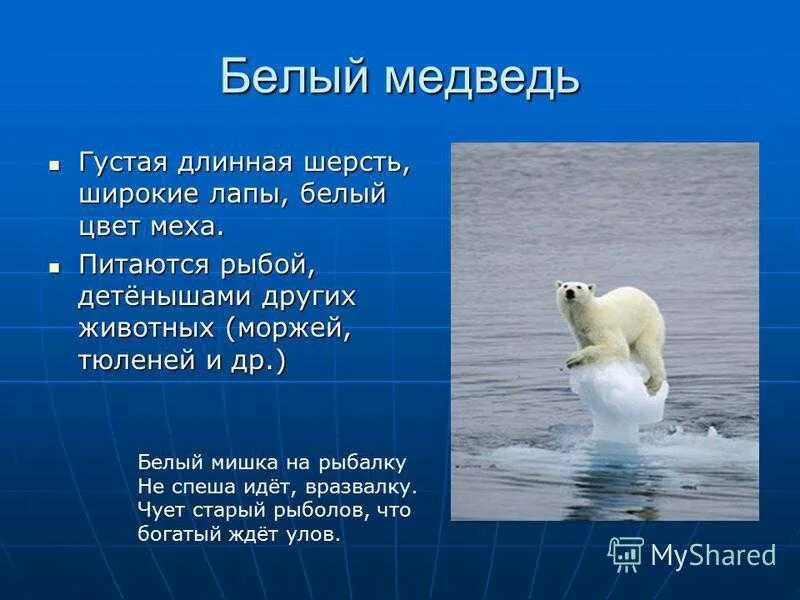 Сообщение про животных арктических пустынь. Сообщение о арктических животных. животные арктики доклад. доклад о животных арктики. животные арктики презентация 4 класс.