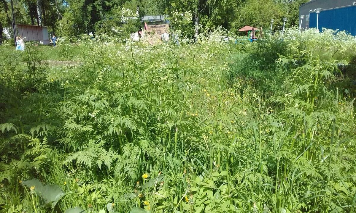 Заросший огород. Огород зарос травой. Бурьян на участке. Участок зарос сорняками. Снт связист краснодар.