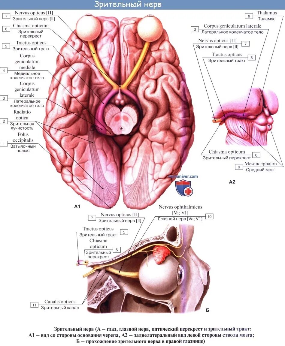 Зрительный нерв , n Opticus анатомия. Зрительный нерв (nervus Opticus). Зрительный нерв 2 пара анатомия. .Зрительный нерв, n. Opticus функция. Два зрительных нерва